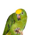 Yellow-crowned amazon isolated on white Royalty Free Stock Photo