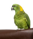 Yellow-crowned Amazon isolated on white Royalty Free Stock Photo