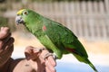 Yellow-crowned Amazon Parrot Royalty Free Stock Photo