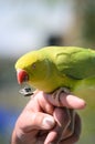 Yellow-crowned Amazon Parrot Royalty Free Stock Photo