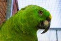 Yellow crowned amazon parrot face in closeup, a tropical bird from the amazon basin