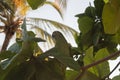 yellow crowned amazon parrot over a tree in sunny sunset Royalty Free Stock Photo