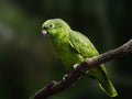 Yellow Crowned Amazon parrot Royalty Free Stock Photo