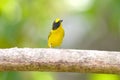 Yellow-crowned euphonia Euphonia luteicapilla