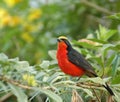 Yellow-crowned Gonolek