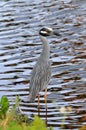 Yellow Crowned Night Heron