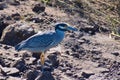 Yellow-crowned night heron alone near River Frio in Los Chiles, Costa Rica