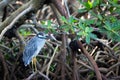 Yellow Crowned Night Heron amongst mangrove Royalty Free Stock Photo