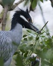 Yellow-crowned Night-Heron bird Stock Photos.   Yellowcrowned Night-Heron bird with branch in its beak head close-up profile view Royalty Free Stock Photo