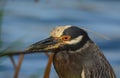 Yellow-crowned Night Heron close up Royalty Free Stock Photo