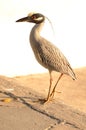 A Yellow-crowned Night Heron at Coffee Pot Bayou in St Petersburg Florida