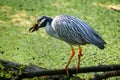 Yellow-crowned night-heron eating crayfish Royalty Free Stock Photo