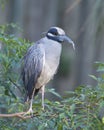 Yellow-crowned Night-Heron bird Stock Photos.   Yellocrowned Night-Heron bird profile view Royalty Free Stock Photo