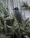 Yellow-crowned Night-Heron bird Stock Photos.   Yellocrowned Night-Heron bird profile view Royalty Free Stock Photo