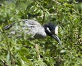 Yellow-crowned Night-Heron bird Stock Photos.   Yellocrowned Night-Heron bird profile view Royalty Free Stock Photo