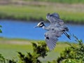 Yellow-crowned Night Heron Flying