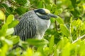 Yellow Crowned Night Heron