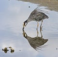 Yellow crowned night heron and its mirror reflection