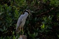 Yellow-Crowned Night-Heron, J.N. Ding Darling National Wildl