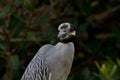 Yellow-Crowned Night-Heron, J. N. Ding Darling National Wildl