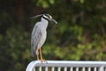 Yellow Crowned Night Heron J.N. "Ding" Darling National Wildlife Refuge USA