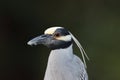 Yellow Crowned Night Heron J.N. "Ding" Darling National Wildlife Refuge USA