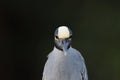 Yellow Crowned Night Heron J.N. "Ding" Darling National Wildlife Refuge USA