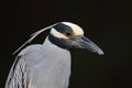 Yellow Crowned Night Heron J.N. "Ding" Darling National Wildlife Refuge USA