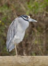 Yellow-crowned Night Heron, Nyctanassa violacea Royalty Free Stock Photo