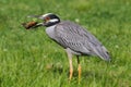 Yellow-crowned Night-Heron (Nyctanassa violacea) Royalty Free Stock Photo