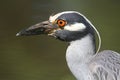 Yellow-crowned Night-Heron (Nyctanassa violacea) Royalty Free Stock Photo