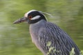 Yellow-crowned Night-Heron (Nyctanassa violacea) Royalty Free Stock Photo