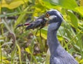 Yellow-crowned Night Heron (Nyctanassa violacea) with a caught crawfish. Royalty Free Stock Photo