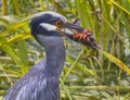 Yellow-crowned Night Heron (Nyctanassa violacea) with a caught crawfish. Royalty Free Stock Photo