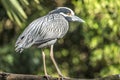 Yellow-crowned night heron; Nyctanassa violacea