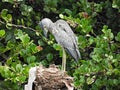 Yellow-Crowned Night-Heron (Nyctanassa violacea) - resting in a Cocoplum tree