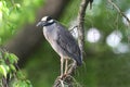 Yellow-crowned Night-Heron (Nyctanassa violacea) in a Tree Royalty Free Stock Photo