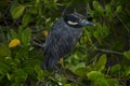 The yellow-crowned night heron, Nyctanassa violacea. Royalty Free Stock Photo