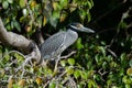 Yellow-crowned Night Heron Nyctanassa violacea Royalty Free Stock Photo