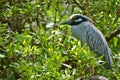 Yellow-crowned Night Heron Royalty Free Stock Photo