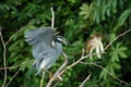 Yellow-crowned Night-Heron Royalty Free Stock Photo