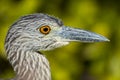 Yellow-crowned Night Heron Profiel Close-up