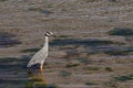 Yellow-Crowned Night-Heron Standing in Shallow Water