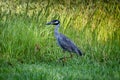 Yellow-crowned night-heron standing in tall green grass