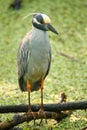 Yellow-crowned night-heron in a swamp Royalty Free Stock Photo