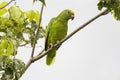 Yellow-crowned Parrot (Amazona ochrocephala) Royalty Free Stock Photo