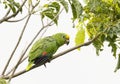 Yellow-crowned Parrot (Amazona ochrocephala) Royalty Free Stock Photo