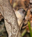 Yellow-crowned rat Royalty Free Stock Photo