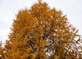 Yellow crowns of Christmas trees, golden pines in winter forest background, winter park, landscape, yellowed fir, spruce, view Royalty Free Stock Photo