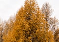 Yellow crowns of Christmas trees, golden pines in winter forest background, winter park, landscape, yellowed fir, spruce Royalty Free Stock Photo